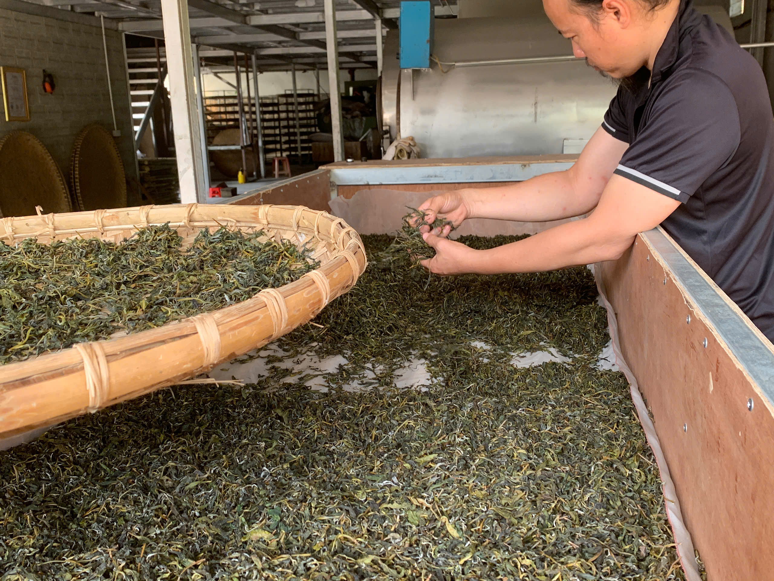 Nghệ nhân Nguyễn Trung Dũng tỉ mỉ thực hiện từng công đoạn trong quá trình chế biến trà Phổ Nhĩ.